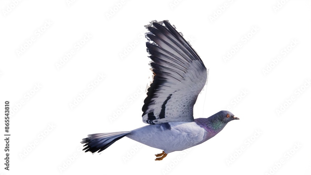 Obraz premium White background waterfowl illustration, feathered winged animal