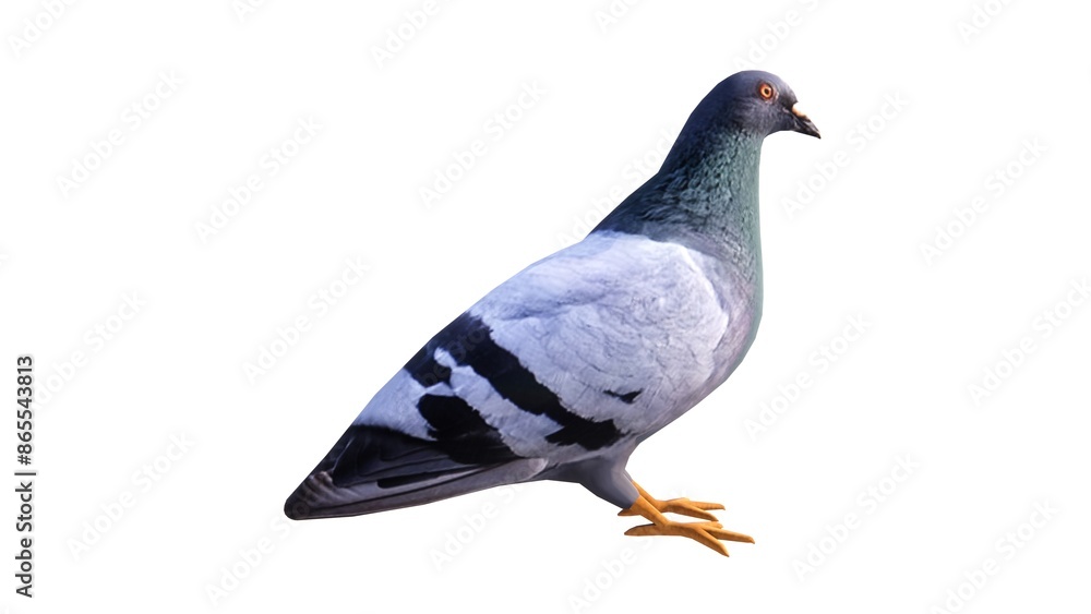 Fototapeta premium White background waterfowl illustration, feathered winged animal