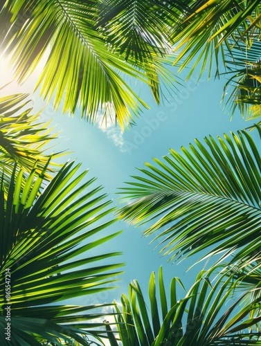 Palm Leaves Against Blue Sky