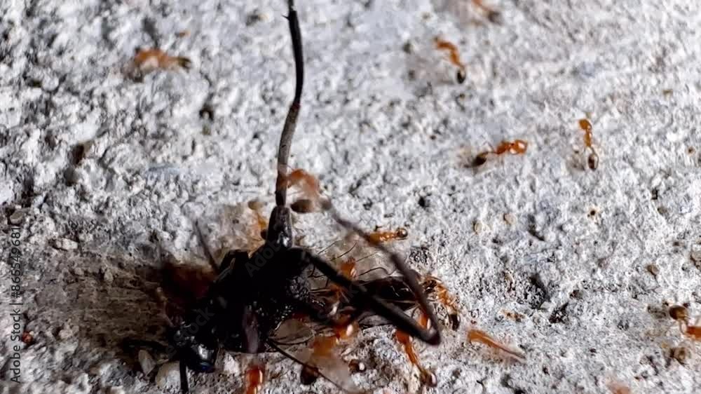 Close-up video of a rough surface with many tiny ants moving around. The ants are reddish-brown and appear to be looking for food or exploring the area. The surface they are on looks like a piece of
Close-up video of a rough surface with many tiny ants moving around. The ants are reddish-brown and appear to be looking for food or exploring the area. The surface they are on looks like a piece of