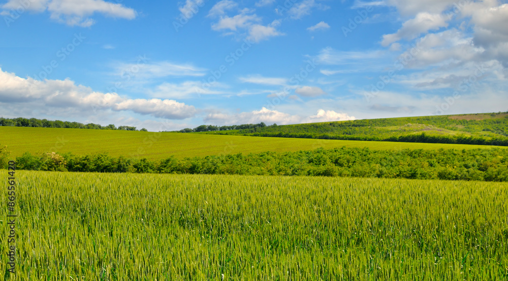 Green wheat field and blue sky. Wide photo. Green wheat field and blue sky. Wide photo.