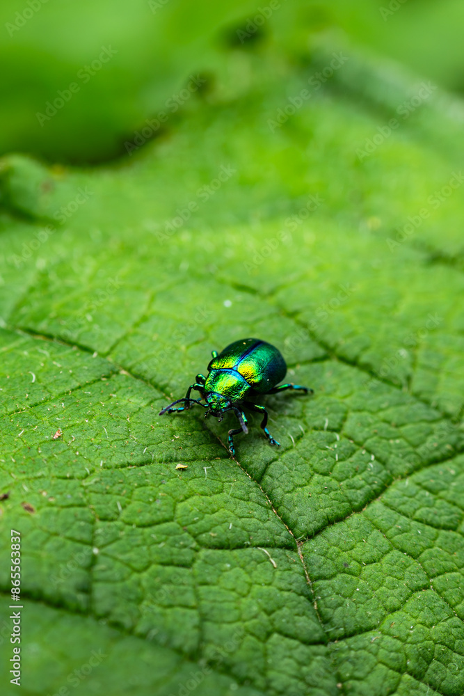 Fototapeta premium Blattkäfer - Chrysomelinae