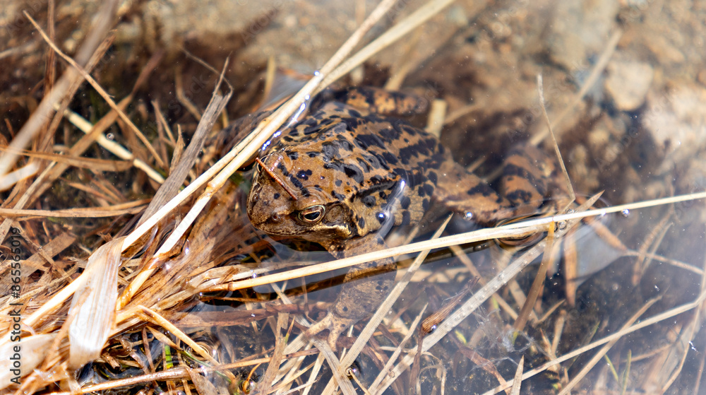 Frogs on the water Frogs on the water