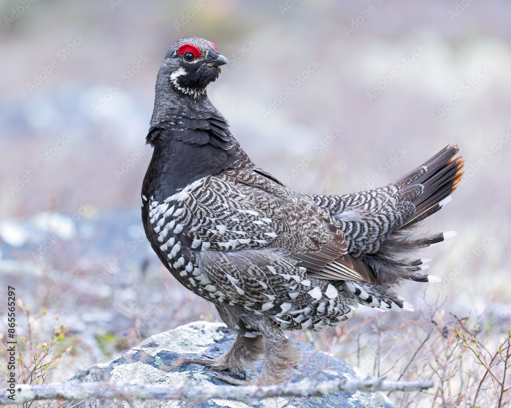 A Spruce Grouse in a breeding display, northern Saskatchewan. A Spruce Grouse in a breeding display, northern Saskatchewan.