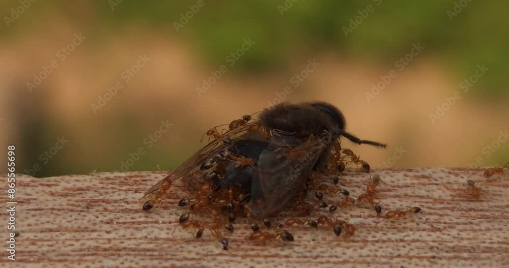 Ants eating and trying to dismantle a dead bee Ants eating and trying to dismantle a dead bee