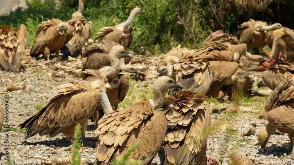 close-up of a wake of Griffon vultures (Eurasion griffon, Gyps fulvus) at a mountain feeding station close-up of a wake of Griffon vultures (Eurasion griffon, Gyps fulvus) at a mountain feeding station
