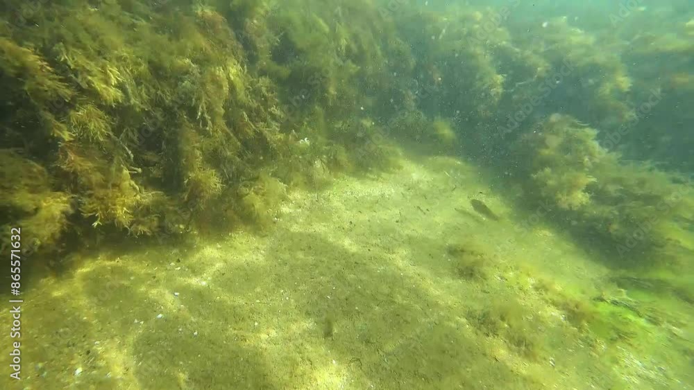 Underwater world Underwater world