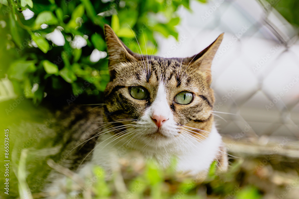 common roman cat resting among the plants in the garden looking at the camera common roman cat resting among the plants in the garden looking at the camera