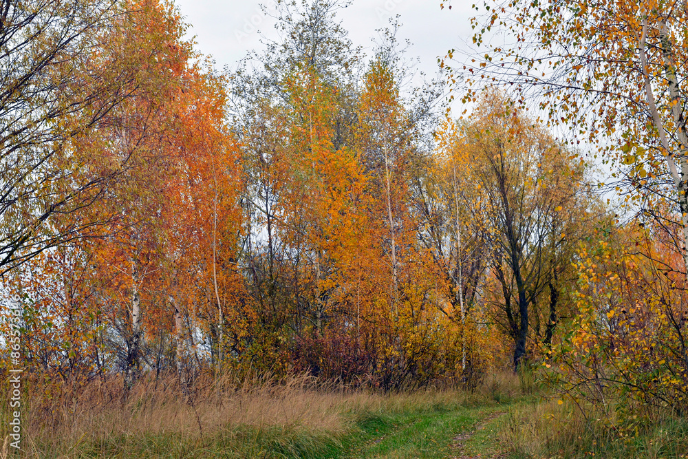 Beginning of autumn. The leaves on the trees and the grass around them turned yellow. Beginning of autumn. The leaves on the trees and the grass around them turned yellow.