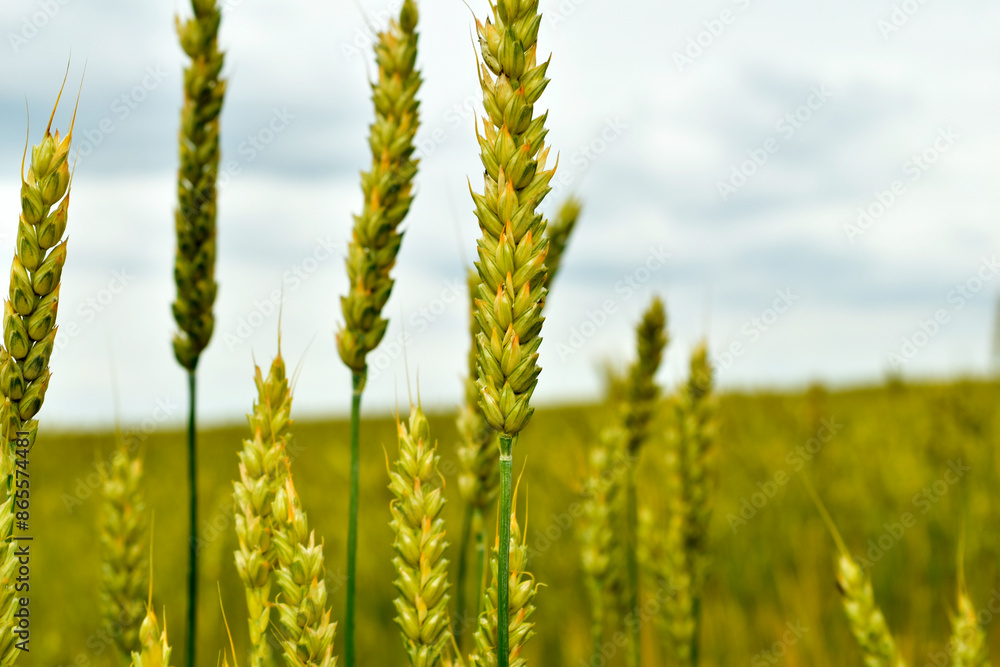agricultural field with young ears of wheat. High quality photo