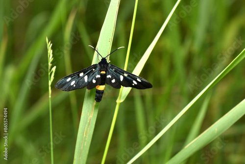 Tiger moth, amata kruegeri, sitting on the grass. High quality photo photo