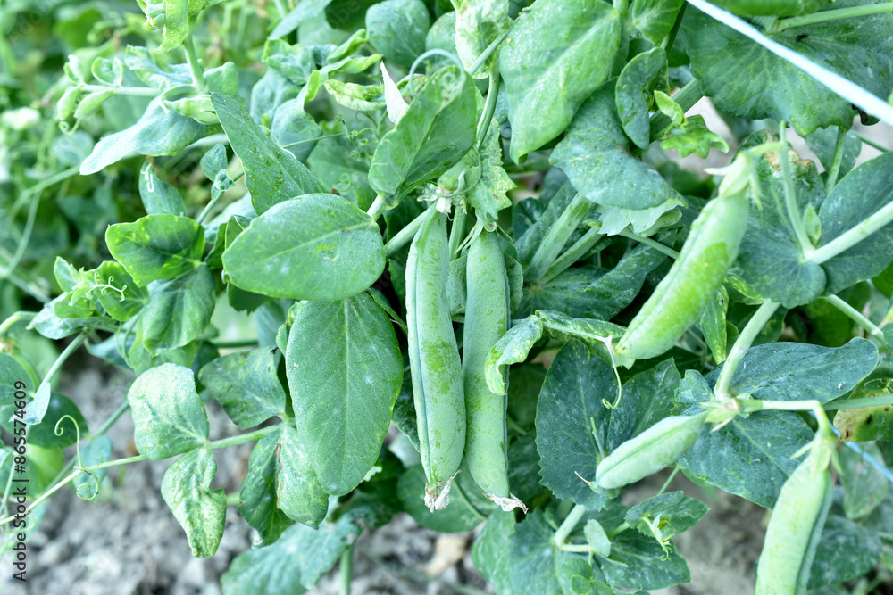 Farm. Pods have appeared on the pea bushes in which the peas ripen. Farm. Pods have appeared on the pea bushes in which the peas ripen.