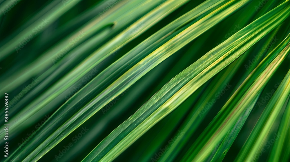 Green tropical plant close-up. Green tropical plant close-up.