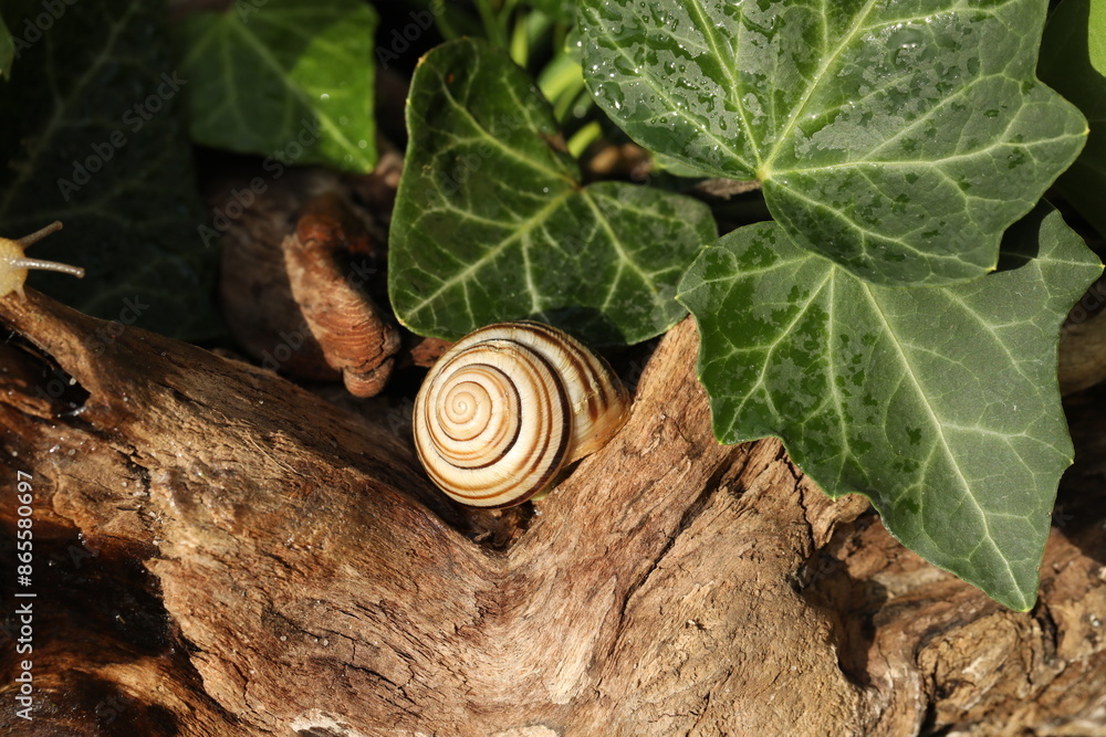 Small Garden banded snail in the rainy forest. Natural background Small Garden banded snail in the rainy forest. Natural background