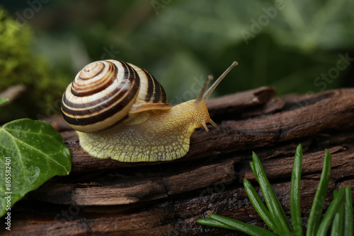Small Garden banded snail in the rainy forest. Natural background 