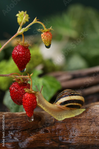 Garden banded snail in the summer garden with strawberries. Natural background 