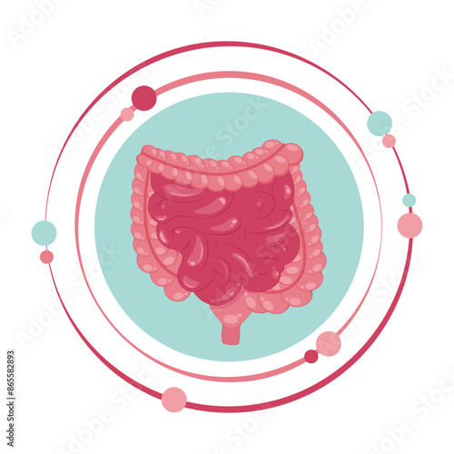 Large and small intestines vector illustration graphic icon