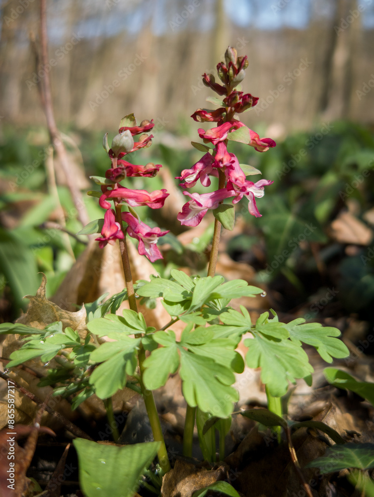 Hollowroot, Corydalis cava Hollowroot, Corydalis cava