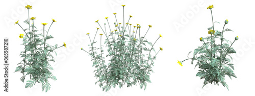Set of flowers isolated. Glebionis. 3D illustration.	

