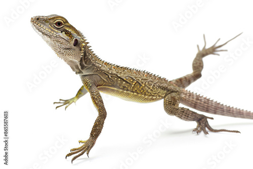 A lizard mid-leap, legs extended, isolated on a white background
