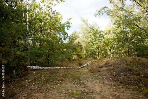 A hiking path in the "Dresdner Heide". The Dresden Heath is a large forest in the city and an important recreation area.