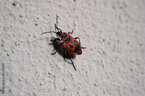 Firebug, Pyrrhocoris apterus, a common insect. Close-up of a swarm of Bugs in nature. Red bugs crowd on on a tree trunk. Selected focus, top view