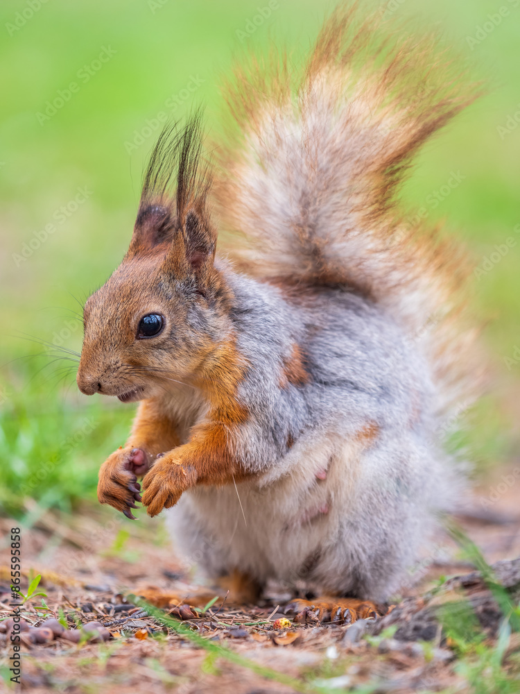 Squirrel eats a nut while sitting in green grass. Eurasian red squirrel, Sciurus vulgaris Squirrel eats a nut while sitting in green grass. Eurasian red squirrel, Sciurus vulgaris