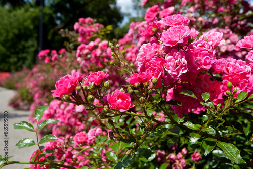 Piękne różowe róże w parku, na łonie natury. Beautiful pink roses in the park.