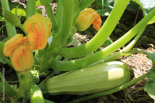 zucchini in the garden photo