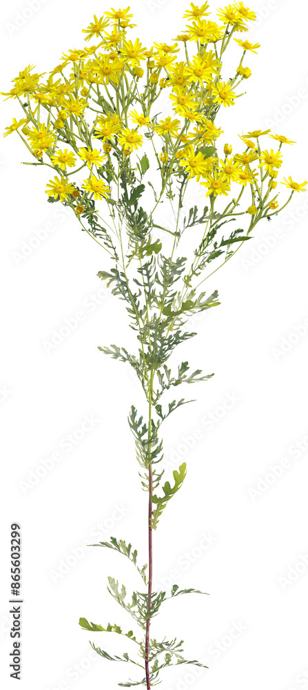 Obraz premium Side view of Ragwort plant with yellow flowers