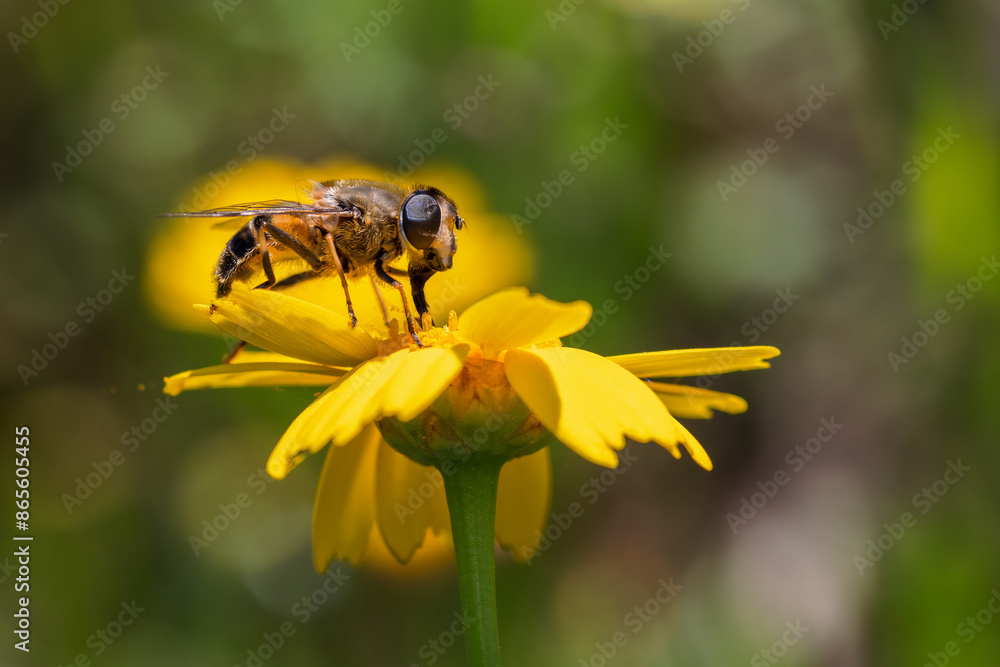 Dipterous. Fly species photographed in their natural environment.