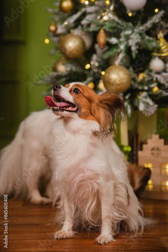 A beautiful Papillon dog with shaggy ears sits against the background of a Christmas tree and boxes with gifts. photo