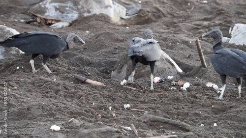 Black vultures eating turtle eggs on the beach photo