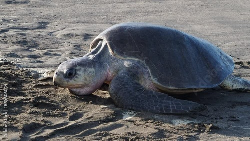 Olive Ridley turtle moving on the beach in Costa Rica photo