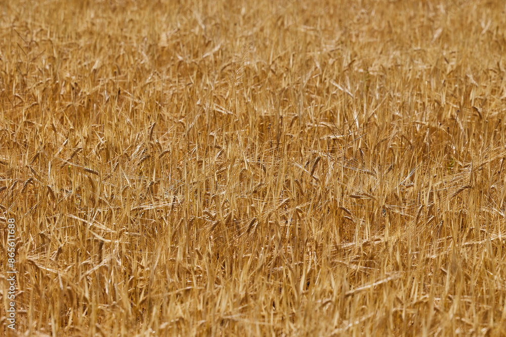 Wheat and barley crop in a field in summer in Spain Wheat and barley crop in a field in summer in Spain
