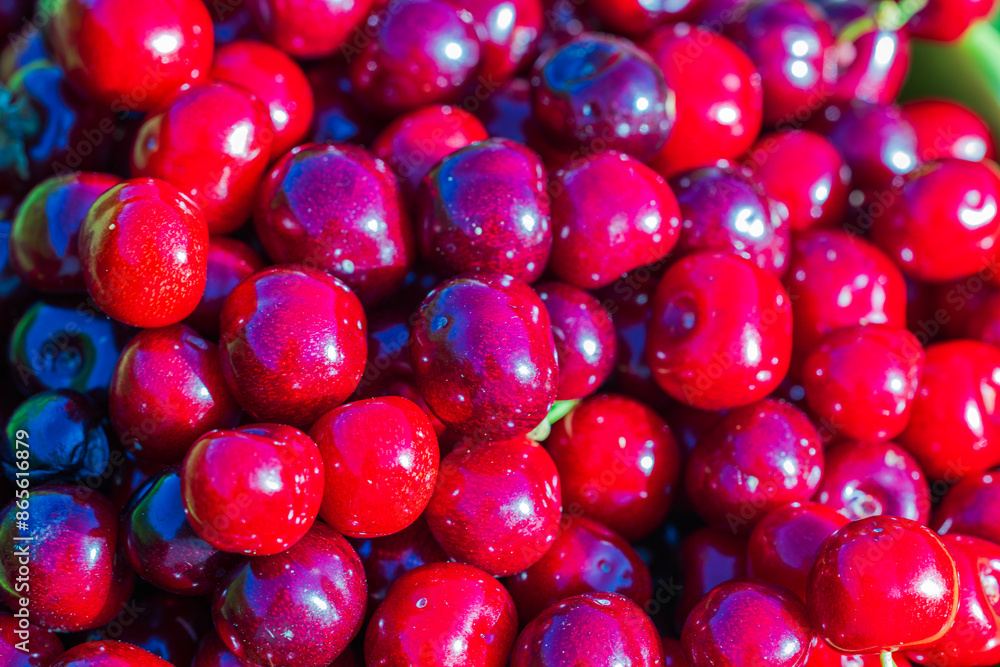Macro view of harvested ripe cherries. Macro view of harvested ripe cherries.