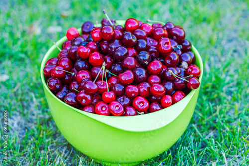 Close-up view of bowl of picked ripe cherries on green lawn in garden.