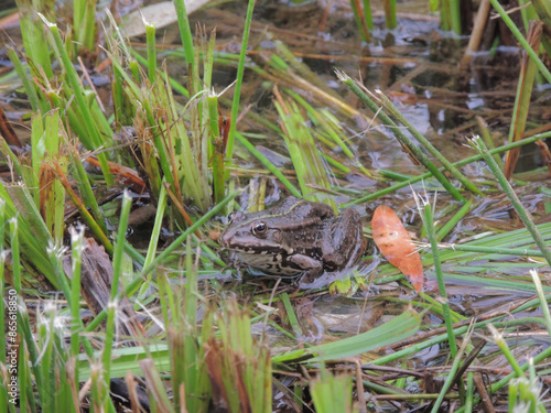 A frog living in a lake with expressive eyes