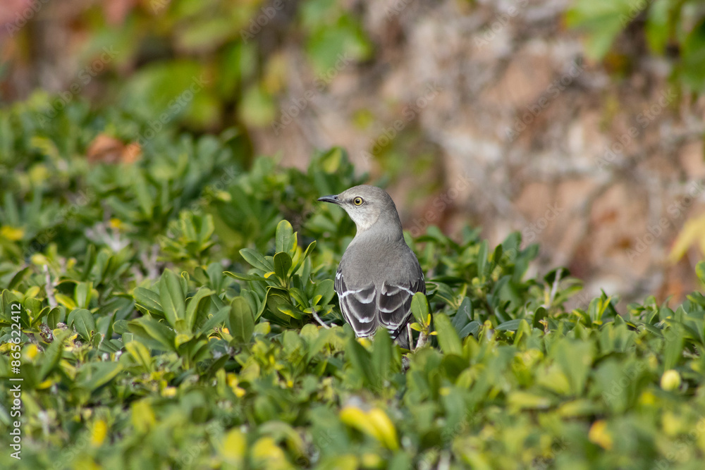 Obraz premium yellow eyed gray bird in bushes