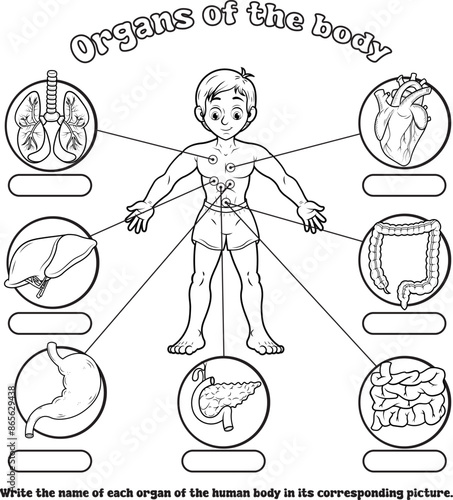 Actividad educativa para pintar, colocar los nombres correspondientes de los órganos del cuerpo humano.