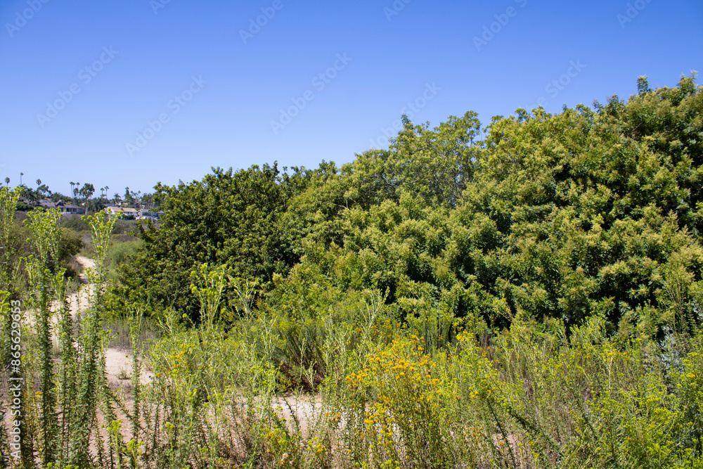 greenery and plants near hiking trail greenery and plants near hiking trail