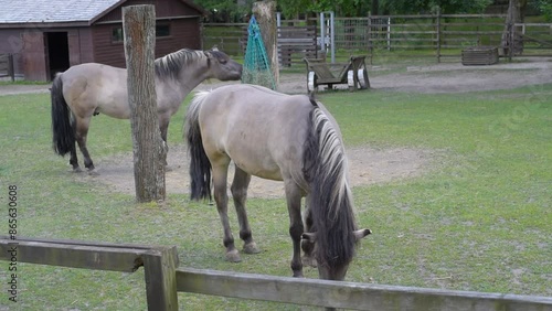 Horses on a Free-Range Farm in Poland