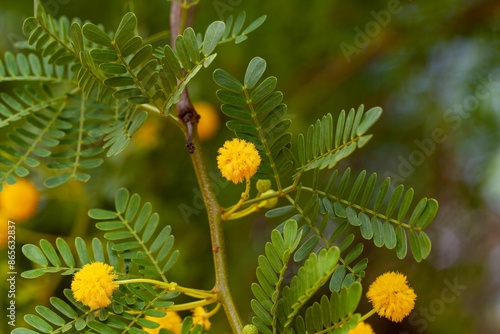 Flowers of a common acacia, Vachellia karroo
