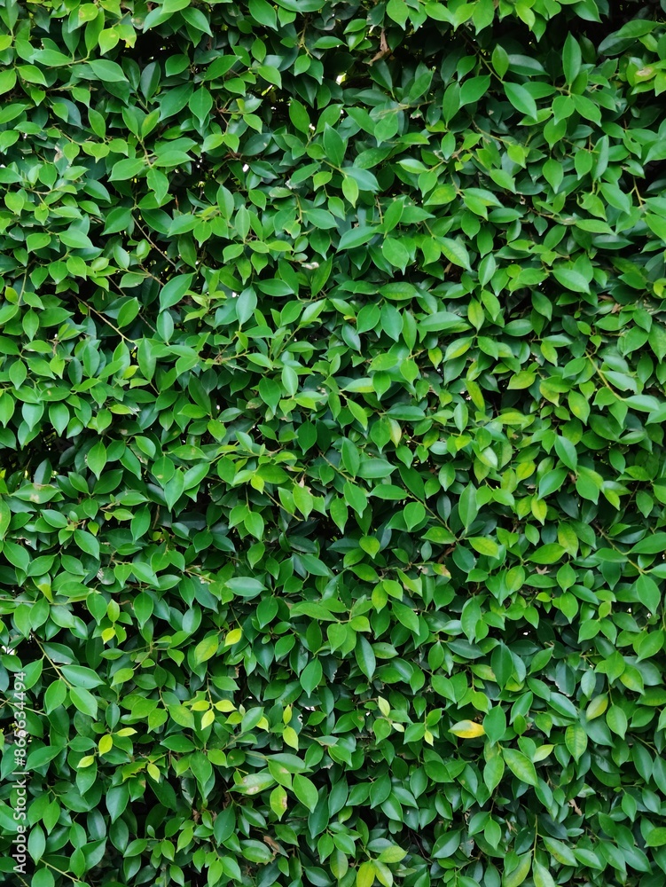 Green leaves with texture,foliage nature green background Green leaves with texture,foliage nature green background