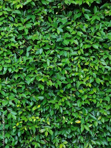 Wallpaper Mural Green leaves with texture,foliage nature green background Torontodigital.ca