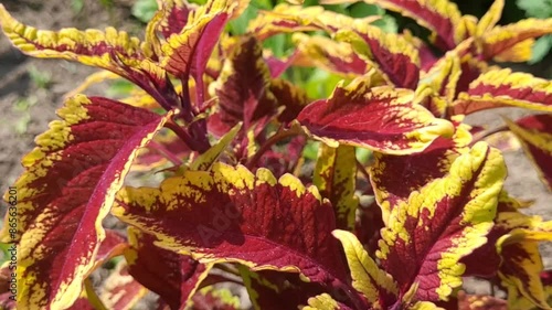 Beautiful red and yellow leaves in the garden. Coleus plant growing in a flower bed