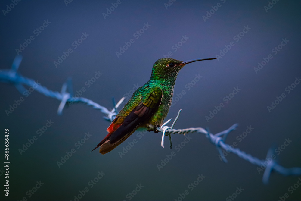 Fototapeta premium Hummingbird Costa Rica 