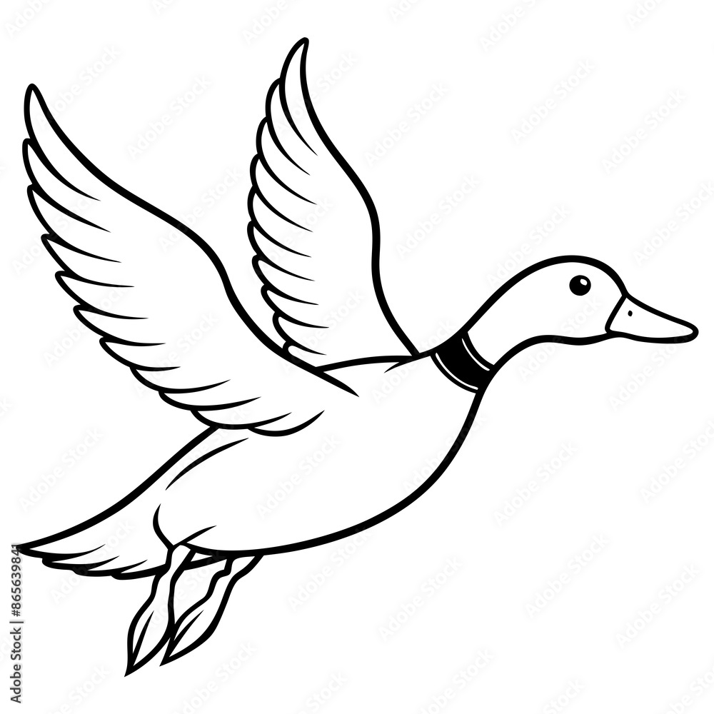 duck isolated on white duck isolated on white