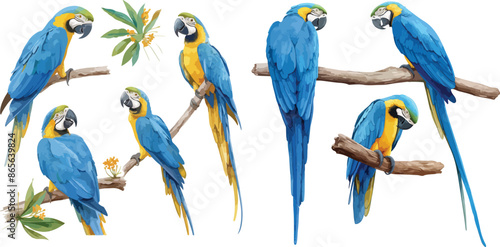 parrot watercolor clipart