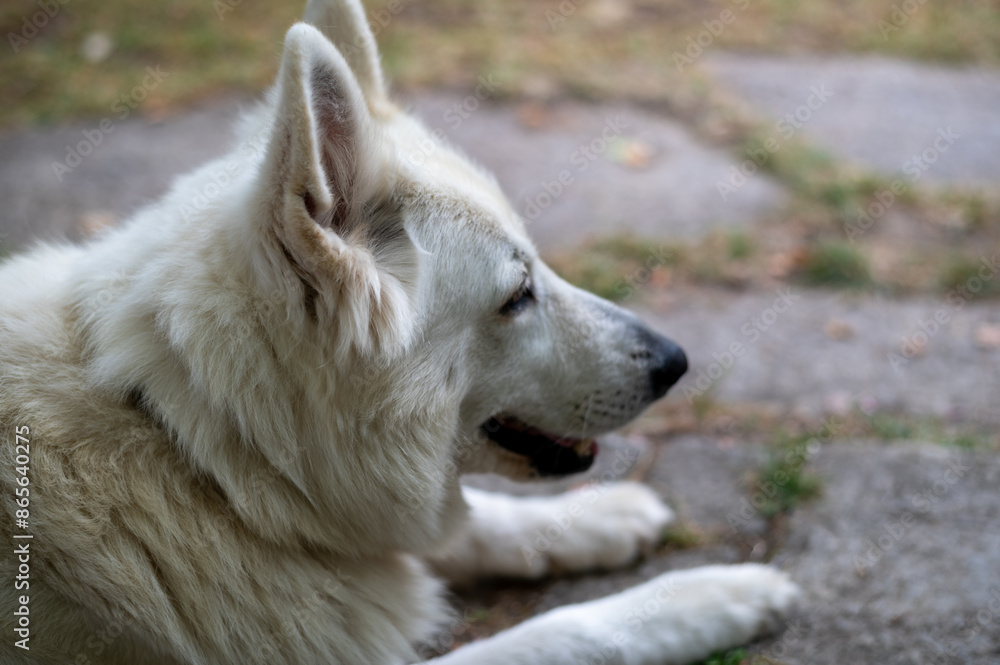 swiss shepherd resting after a long day swiss shepherd resting after a long day